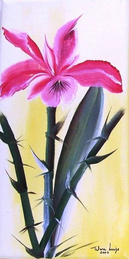 Orquídea
